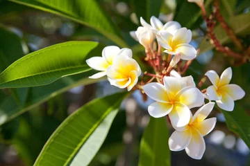 Cercles muraux Frangipanier Blooming plumeria tree with white flowers