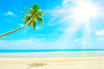 Beautiful Caribbean beach. Beach with palm tree over the sand