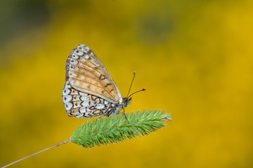 Obraz premium Nymphalidae / Benekli İparhan / / Melitaea didyma
