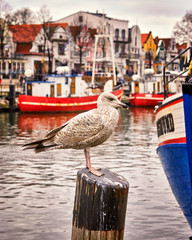 The seagull standing on a pillar. In the background is the old harbor of Warnemünde with boats and houses.