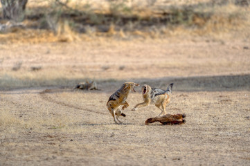 BLACK BACKED JACKAL (Canis mesomelas) in the Kalahari desrt