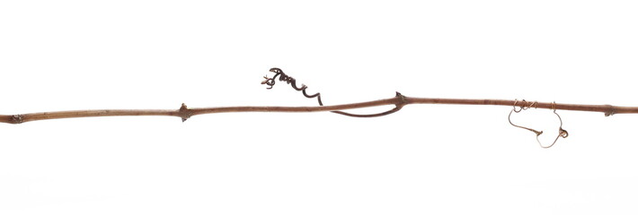 Wild dry liana, jungle vine isolated on white background, clipping path © dule964