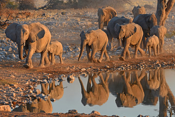 Elefantenherde (loxodonta africana) kommt zum Wasserloch Okaukuejo im Etosha Nationalpark (Namibia)