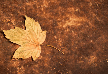 Autumn dry leaves, space for text