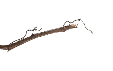 Wild dry liana, jungle vine isolated on white background, clipping path