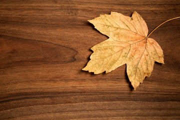 Autumn dry leaves, space for text