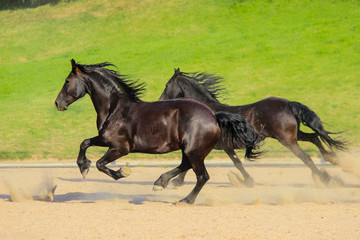 beautiful black friesian horses gallop together on a green background