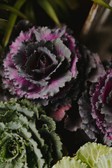 Closeup of green and purple ornamental cabbage
