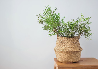 Green plant in a decorative basket in modern interior