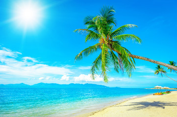 Coconut palm trees on sandy beach near the sea. Summer holiday and vacation concept.