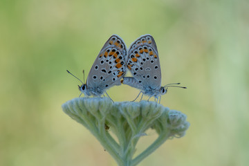 Lycaenidae / Gümüş Lekeli Esmergöz / / Plebejus argus