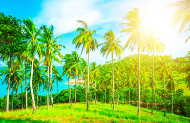 Obraz premium Beautiful beach. View of nice tropical beach with palms around. Holiday and vacation concept. Tropical beach.