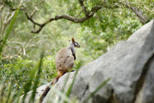 Wallabie Back