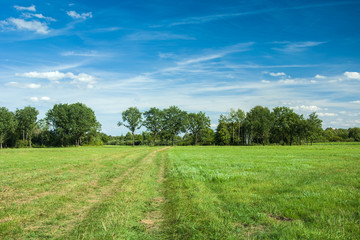 Half-pruned meadow and blue sky