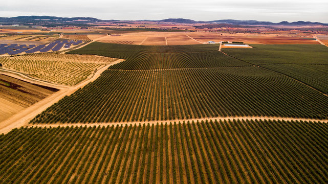 Cultivo de pistachos