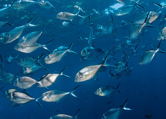 School of bigeye trevally jack fish in a blue water.