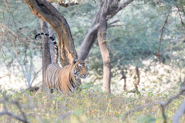 Bengal tiger (Panthera tigris tigris) spraying and scent marking his territory in forest, Ranthambhore National Park, Rajasthan, India.