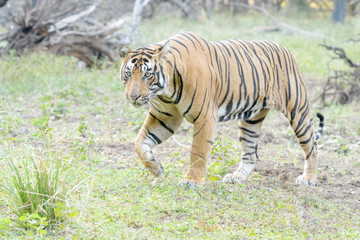 Fototapeta na wymiar Bengal tiger (Panthera tigris tigris) walking in forest, Ranthambhore National Park, Rajasthan, India.