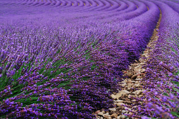 Plakat Lavender field in the summer. Flowers in the lavender fields in the Provence mountains.