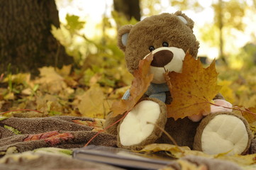 Toytoy, bear, teddy,autumn,nature