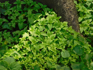 background of green leaves