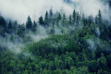 Mglisty krajobraz z jodłowym lasem. Poranna mgła w górach. Piękny krajobraz z widokiem na góry i poranną mgłą. - 233163474