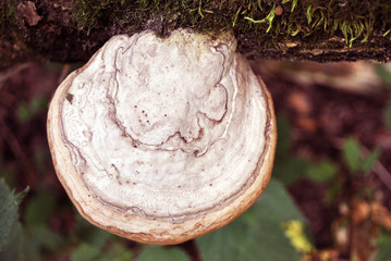 Fomes fomentarius (tinder fungus, false tinder fungus, hoof fungus, tinder conk, tinder polypore, ice man fungus) growing on chestnut trunk with rough bark and green moss background, top view close up