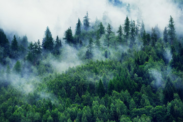 Misty landscape with fir forest. Morning fog in the mountains. Beautiful landscape with mountain...