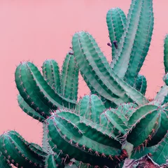 Fotobehang Cactus Trendy planten op roze gehalte. Cactus op roze muur als achtergrond.