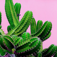 Plants on pink content. Cactus on pink background wall.