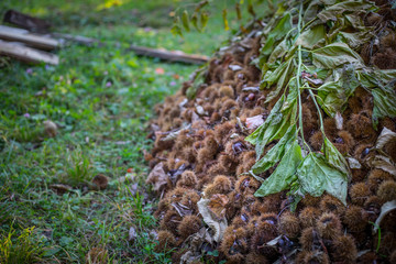Detail Collection of ripe chestnuts close up. Outdoor shot. Raw chestnuts harvested in the autumn. Sweet fresh chestnut. Food background