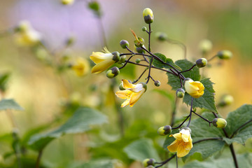 Kirengeshoma Flowers