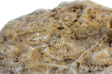 Fossilized coral natural rough untreated macro