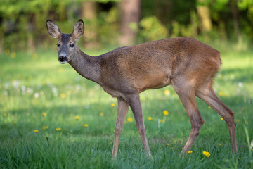 Roe deer in grass, Capreolus capreolus. Wild roe deer in spring nature.