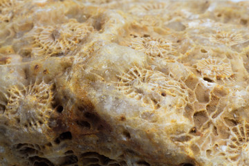 Fototapeta na wymiar Fossilized coral natural rough untreated macro