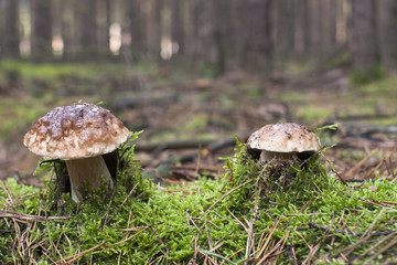 dwa świeże borowiki