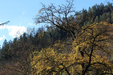 Fototapeta premium Golden autumn in forest