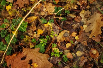 Fototapeta premium Autumn forest floor
