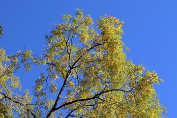 Golden autumn in forest