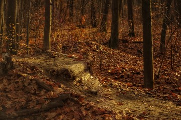 Bike path in autumn forest