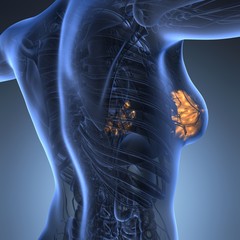 science anatomy of human body with glow mammary gland © icetray