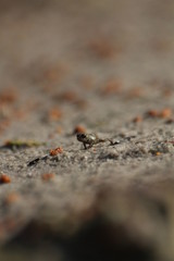 Babyfrosch in freier Wildbahn