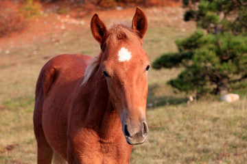 Naklejka na ściany i meble young horse in the field