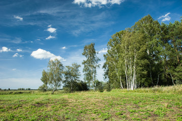 Birch forest on a green meadow