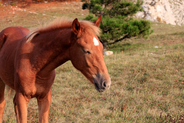 Naklejka na ściany i meble Young horse in the field