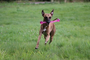 beautiful brindle whippet is running in the garden with a pink toy in the mouth