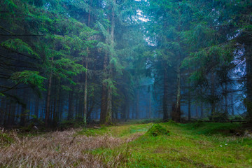Fototapeta premium misty forest