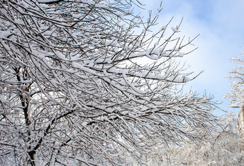 tree branches in the snow