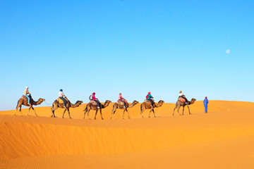 Camel caravan going through the sand dunes in the Sahara Desert. Morocco, Africa