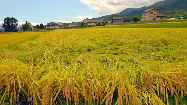 Landscape of rice field in Nagano Prefecture, Japan.